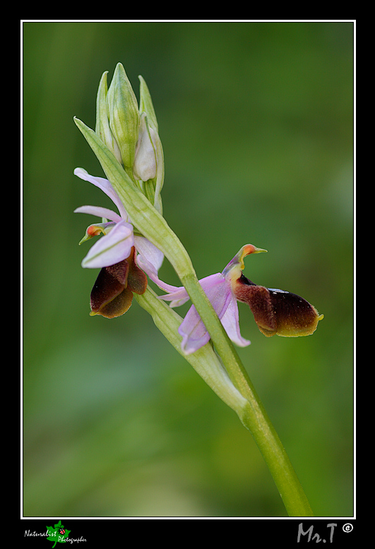 5 Aprile, una giornata di belle orchidee!!!